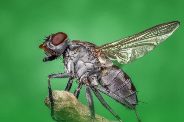 De meest bizarre weetjes over insecten