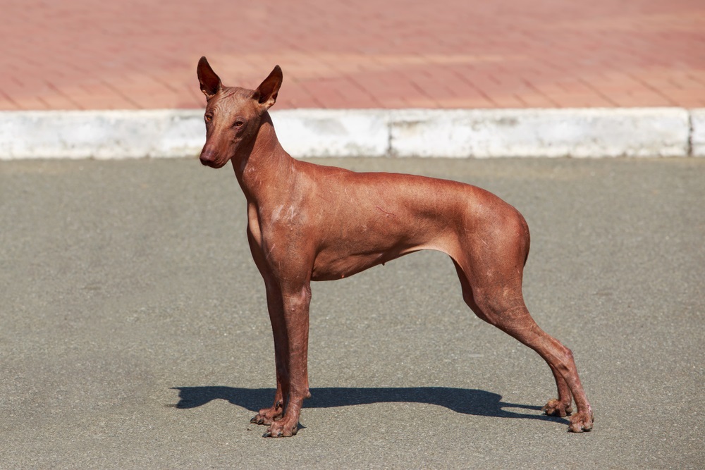 Peruaanse naakthond